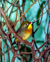 Birds (Assorted & Exotic)