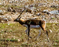 Exotic Antelope & Deer